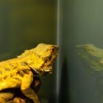 Can a Pet Lizard Help With Pest Control?