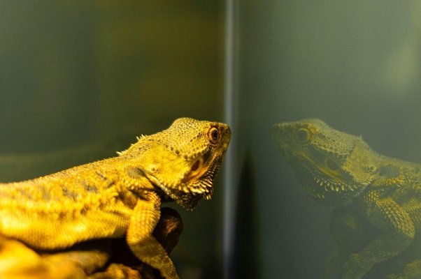 Can a Pet Lizard Help With Pest Control?