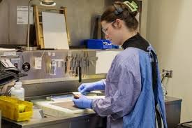 Anatomical Pathology Technologist – Entry level: Sponsorship Available