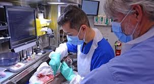 Anatomical Pathology Technician: Sponsorship Available