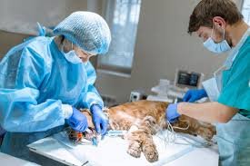 Veterinary Surgeon: Sponsorship Available Veterinary Surgeon: Sponsorship Available